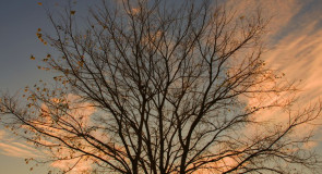 Дерево знаний