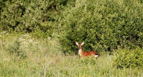 Дикая природа Владимирской области