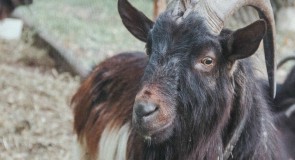 Животные в д. Надеждино (Владимирская область)