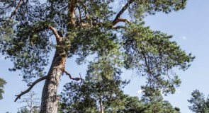 Загородный парк осенью