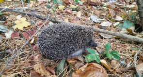Запоздалый ёжик на Вербовском