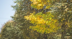 Зарисовки Осени