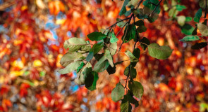 Краски осени