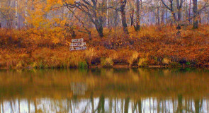 Крик души поздней осенью в Ковровском районе