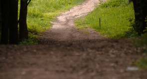 Лето в парке «Дружба» (Владимир)