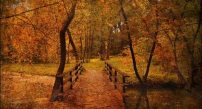 МИР В ОБЪЕКТИВЕ: Осень