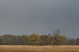 Метель в Клязьминской пойме 2015.10.09