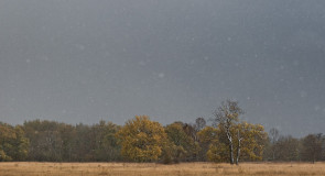 Метель в Клязьминской пойме 2015.10.09