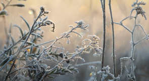 Морозное владимирское утро