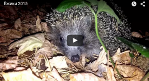 Муромский ёжик