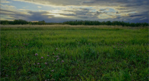 На закате у сенного поля (Суздальский район)