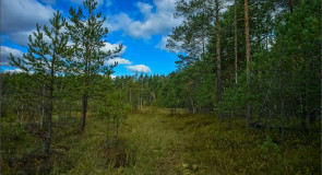 На побережье лесного озера Свято (Камешковский район)