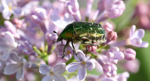 Насекомые и их знакомые