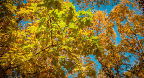 Оceнь, жёлтaя oceнь