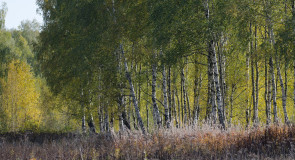 Осенние зарисовки близ Костерёво Владимирской области
