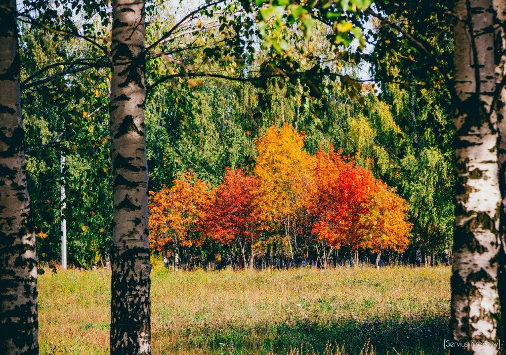 Осень 2015 (листья, пейзажи и все такое) 08