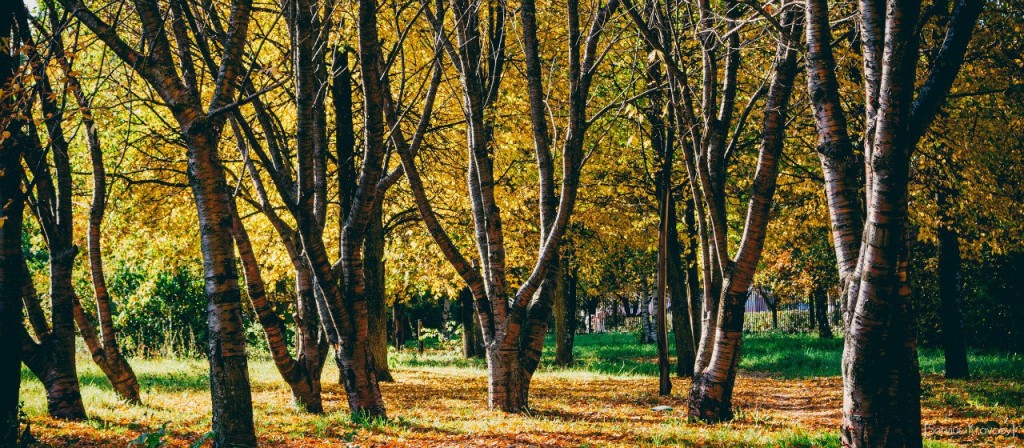 Осень 2015 (листья, пейзажи и все такое) 10