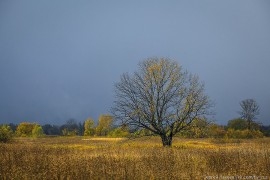 Осень в Клязьменской пойме