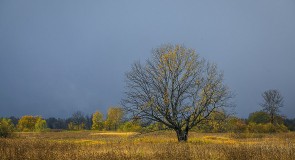 Осень в Клязьменской пойме
