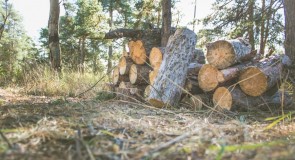 Откуда дровишки?— «Из лесу, вестимо»