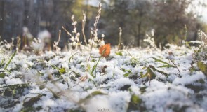 Первый снег 2015