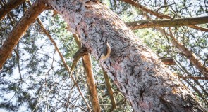 Поползень в загородном парке (Владимир)