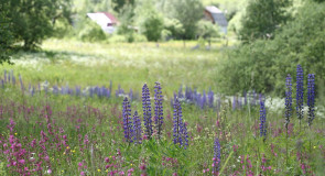 Природа ковровского района