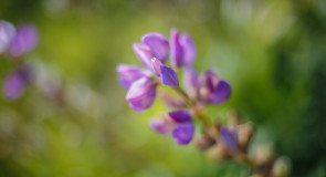 Природа нашего края Ч. 4