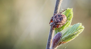 Природа нашего края Ч. 5