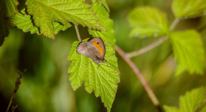 Природа нашего края, ч. 1