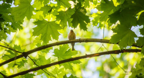 Природа нашего края ч. 3