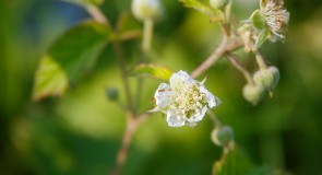 Природа нашего края ч. 3