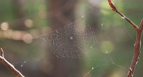 Природа нашего края ч. 6