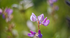 Природа нашего края ч. 7