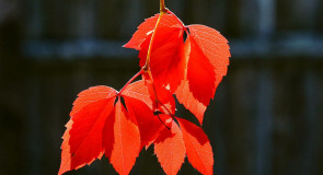 Прощай сентябрь-румянец осени!