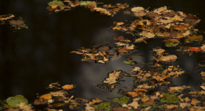 Рахманов перевоз и оз. Омшаное