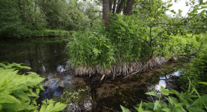 Река Нерехта. Правый приток Клязьмы (Мелехово)