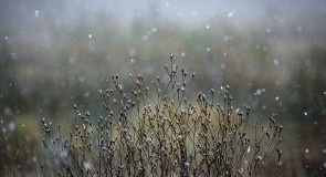 Снежная прогулка в окресностях Владимира