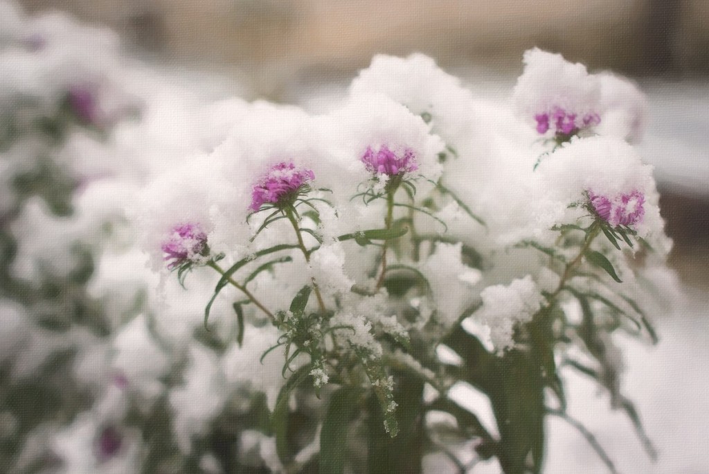 Снежные картины 03