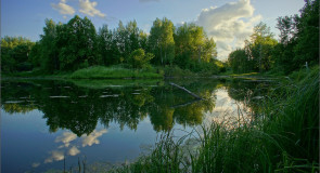Старый пруд летним вечером