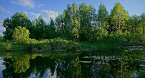 Старый пруд летним вечером (Суздальский район, 09.06.2015)