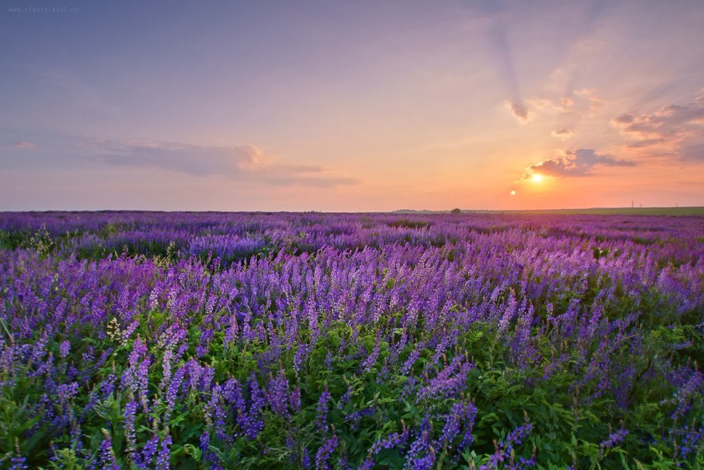 Фиолетовый закат на Владимирском поле