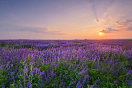 Фиолетовый закат на Владимирском поле