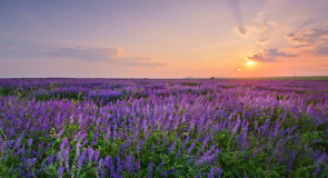 Фиолетовый закат на Владимирском поле