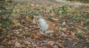 Фотосессия Владимирских котиков