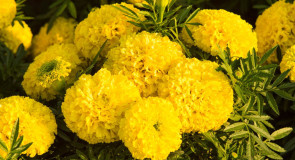 Цветы Мурома