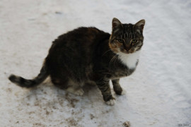 Борисо-Глебская кошка