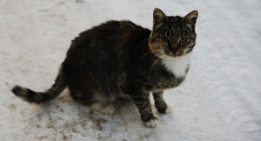 Борисо-Глебская кошка