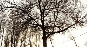 В ожидании солнца