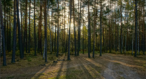 В октябрьском усвятском лесу (Камешковский район)